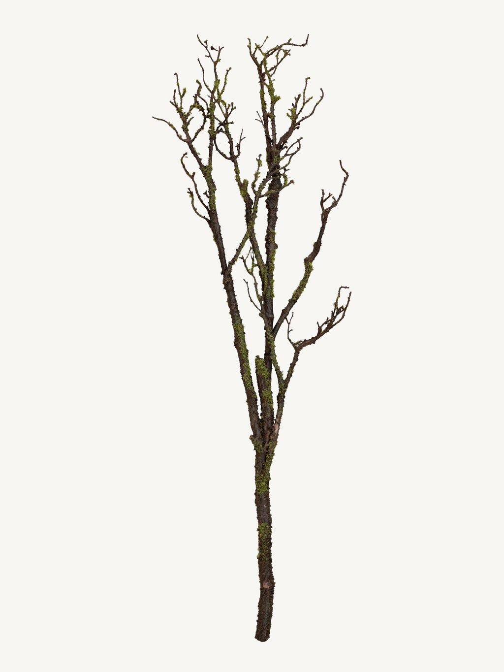 Branch DEADWOOD 116cm brown