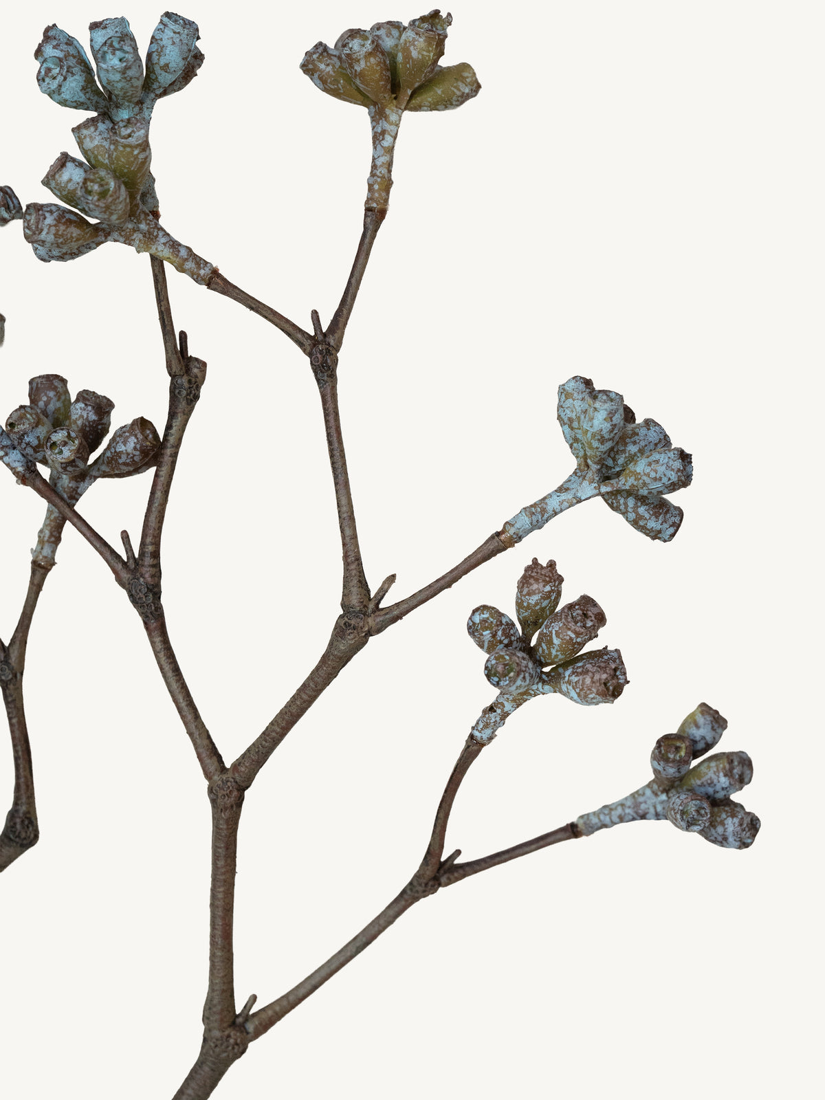 Branch BELL FRUIT 65cm white