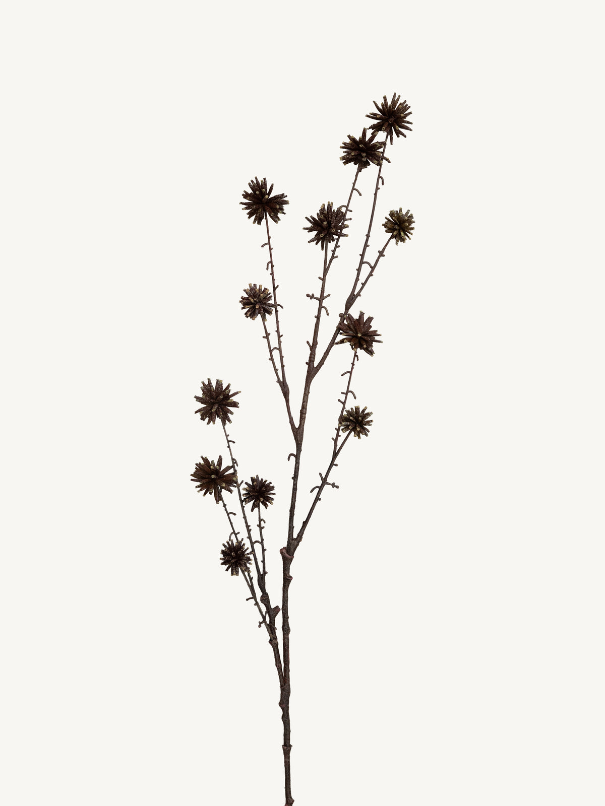 Branch COMMON CAMPTOTHECA 117cm brown