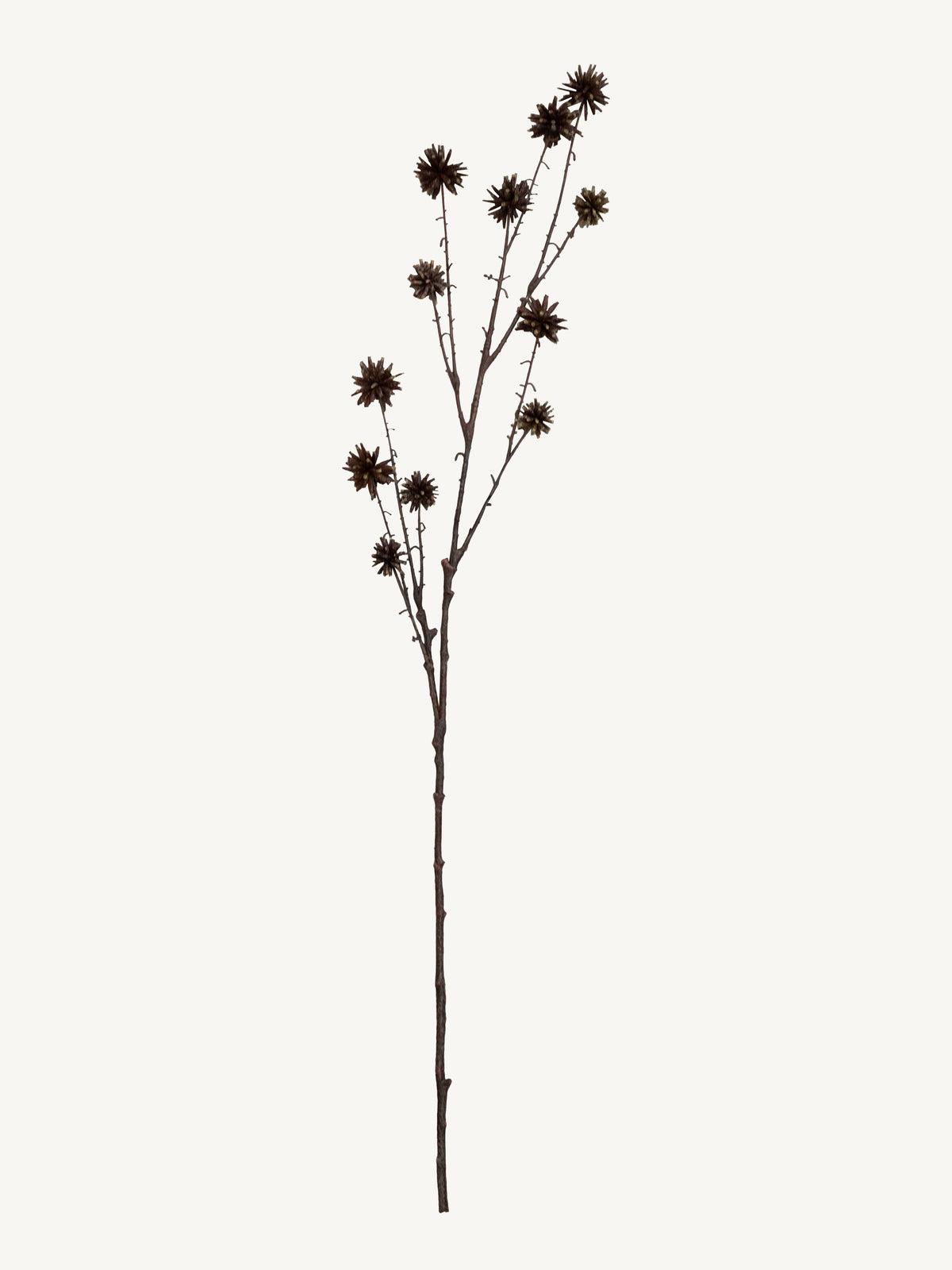 Branch COMMON CAMPTOTHECA 117cm brown