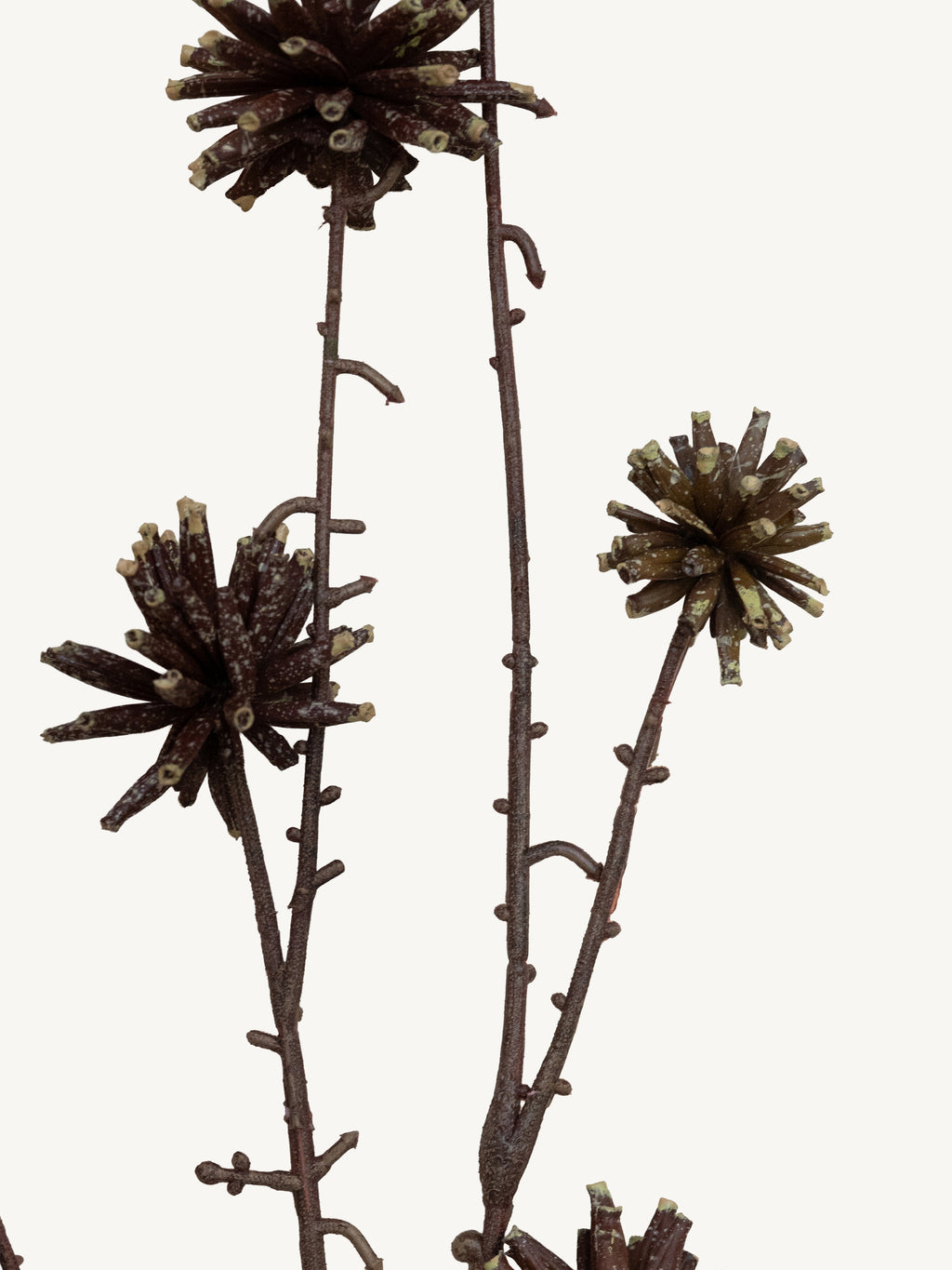 Branch COMMON CAMPTOTHECA 117cm brown