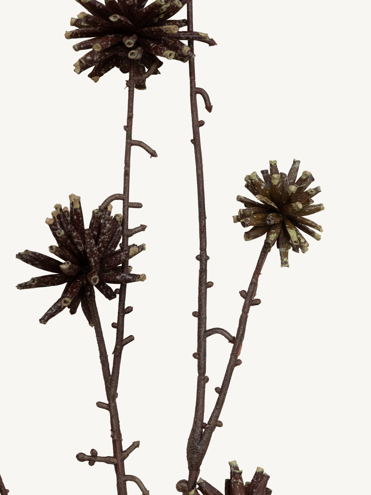 Branch COMMON CAMPTOTHECA 117cm brown