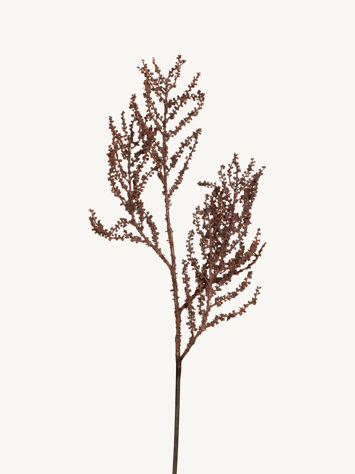 Branch JEQUIRITY 86cm brown
