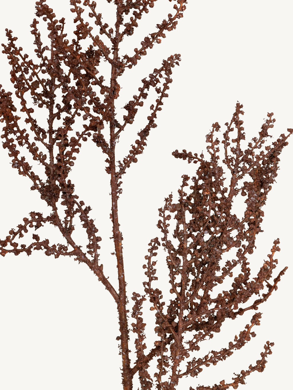Branch JEQUIRITY 86cm brown