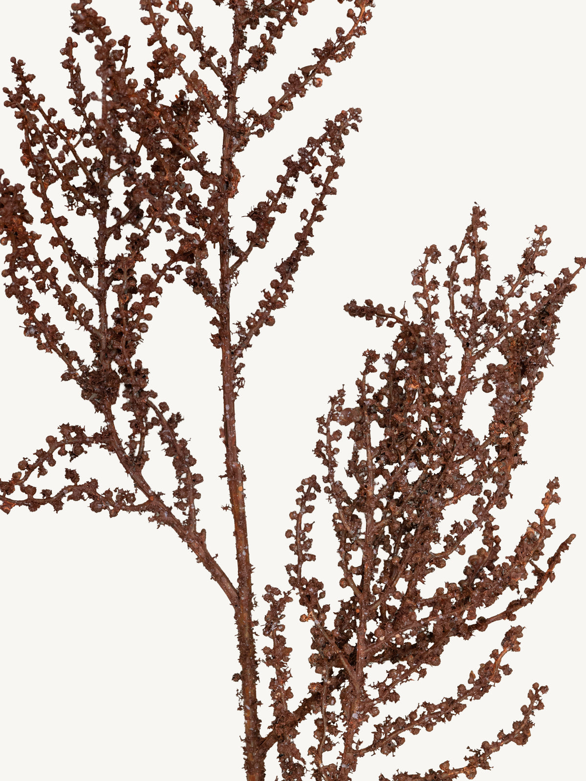 Branch JEQUIRITY 86cm brown