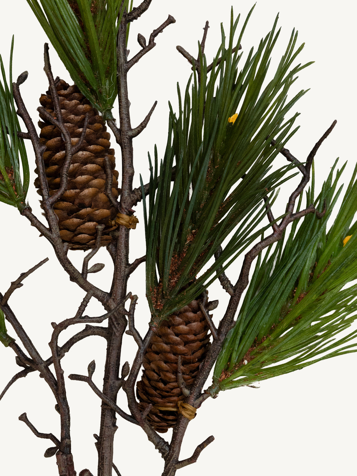 Branch PINE 78cm green