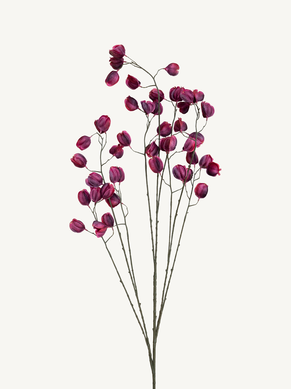 Branch KOELREUTERIA 140cm purple