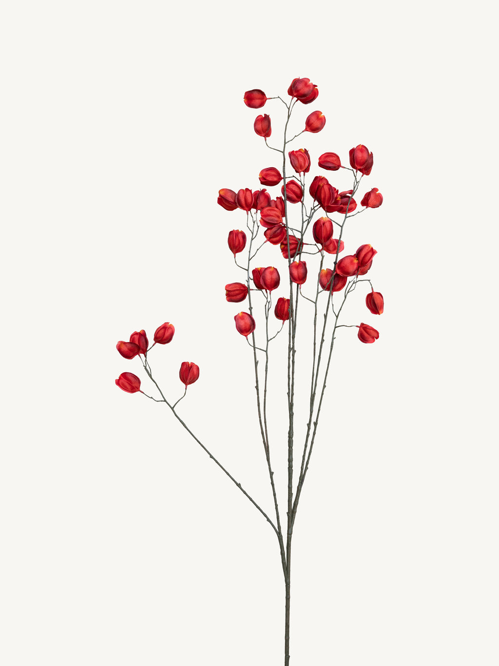 Branch KOELREUTERIA 140cm red orange