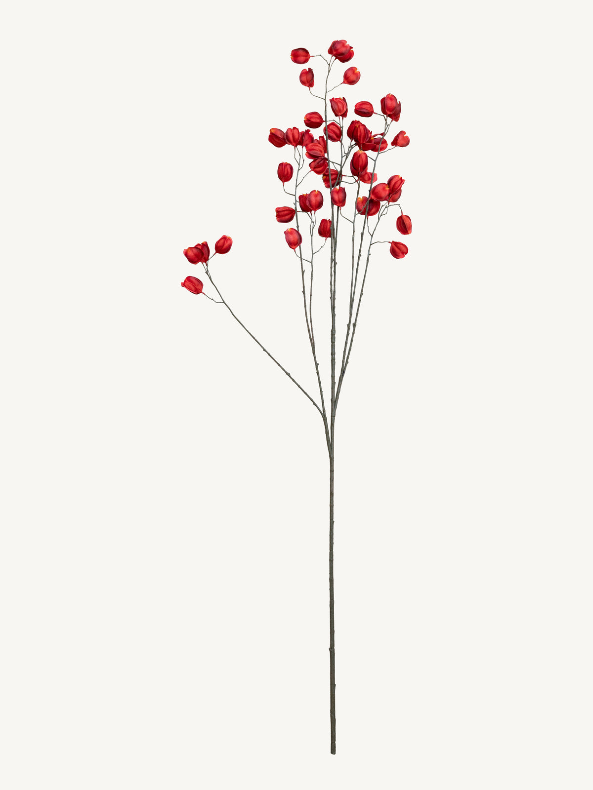 Branch KOELREUTERIA 140cm red orange