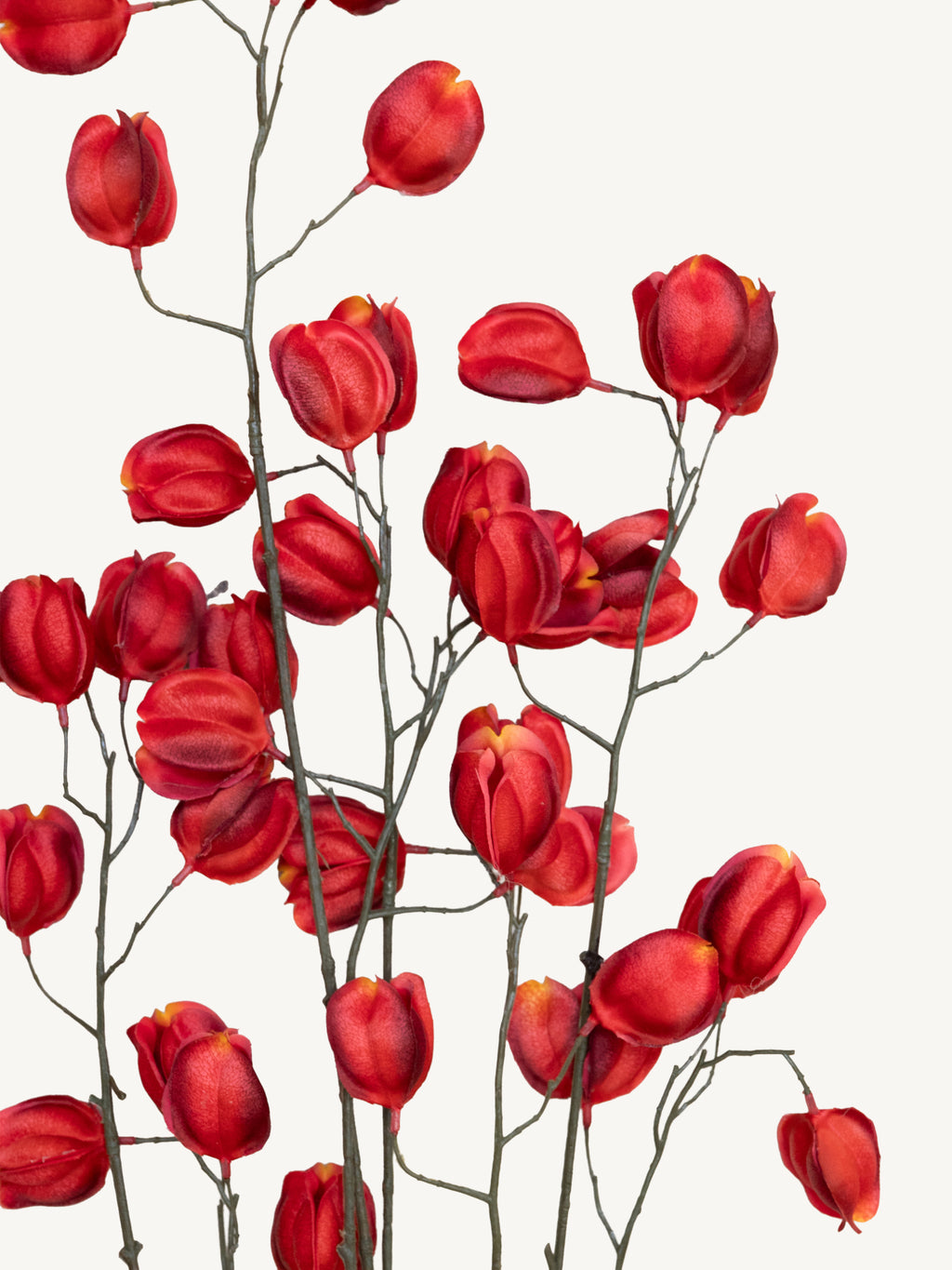 Branch KOELREUTERIA 140cm red orange