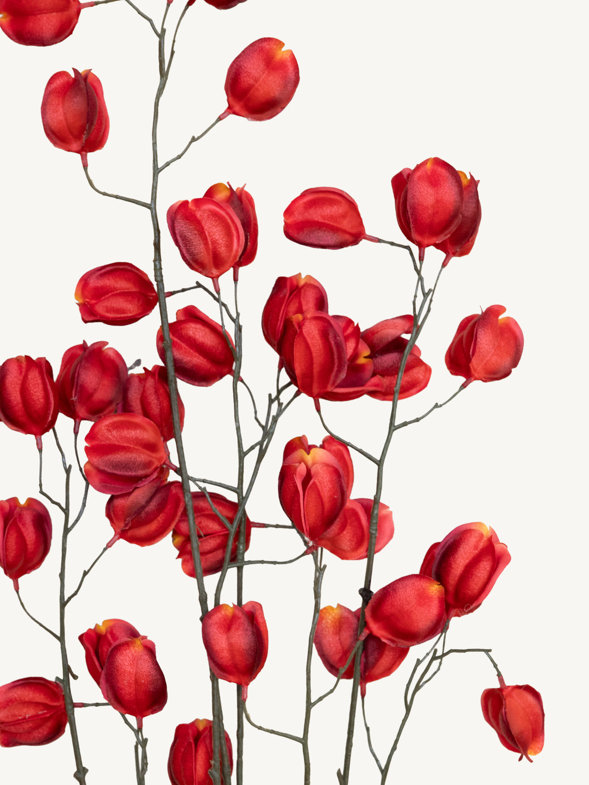 Branch KOELREUTERIA 140cm red orange