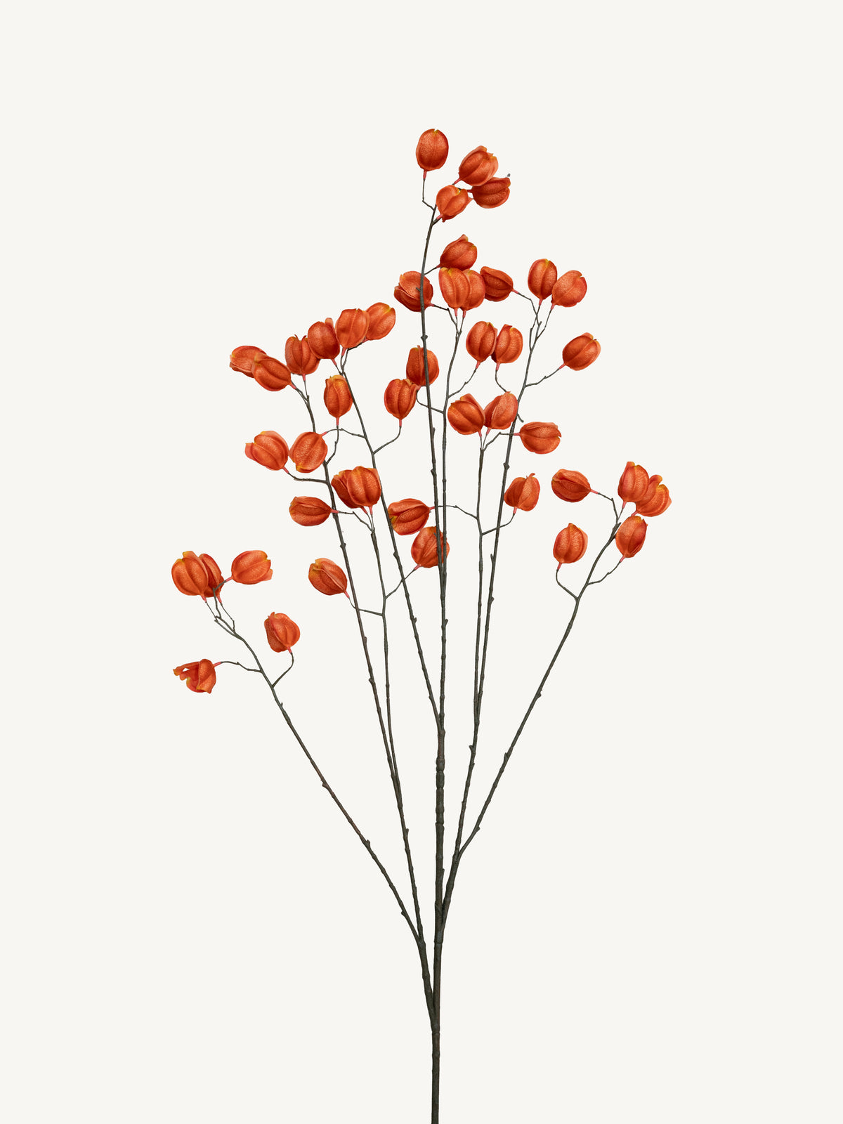 Branch KOELREUTERIA 140cm orange