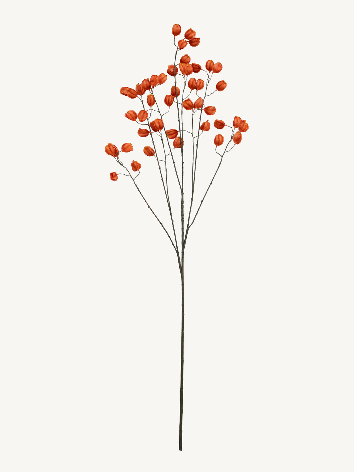 Branch KOELREUTERIA 140cm orange