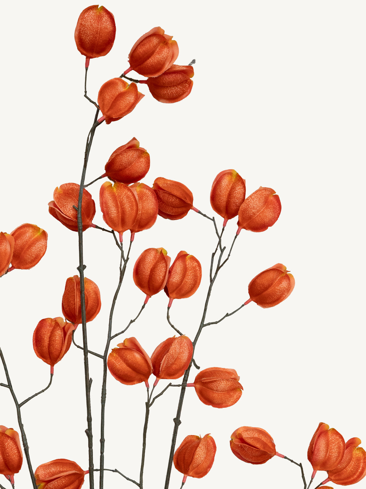 Branch KOELREUTERIA 140cm orange