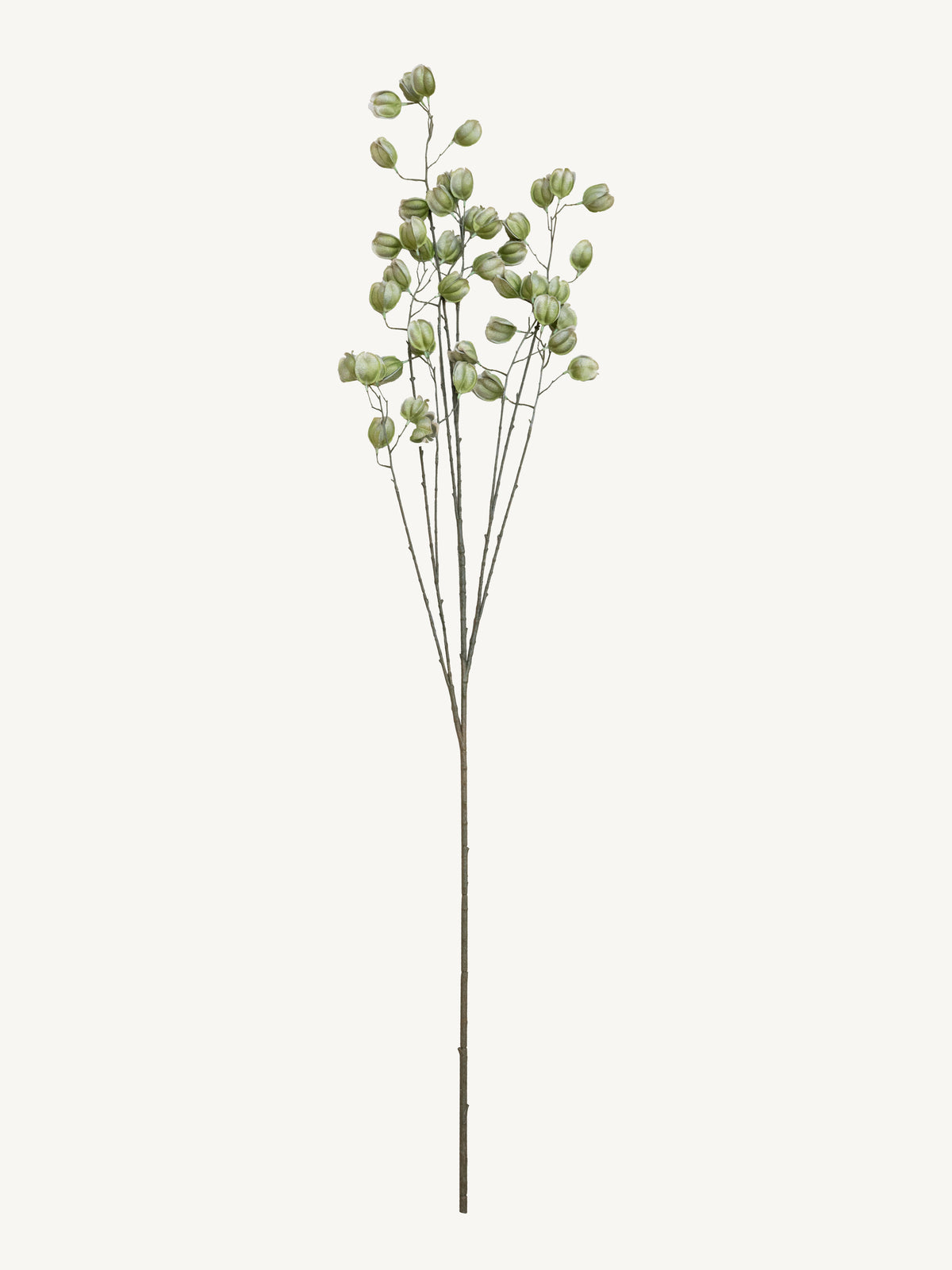 Branch KOELREUTERIA 140cm green