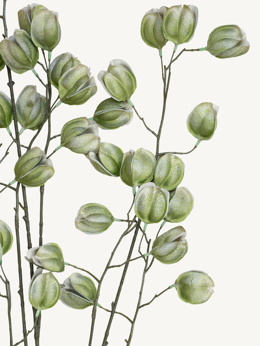 Branch KOELREUTERIA 140cm green