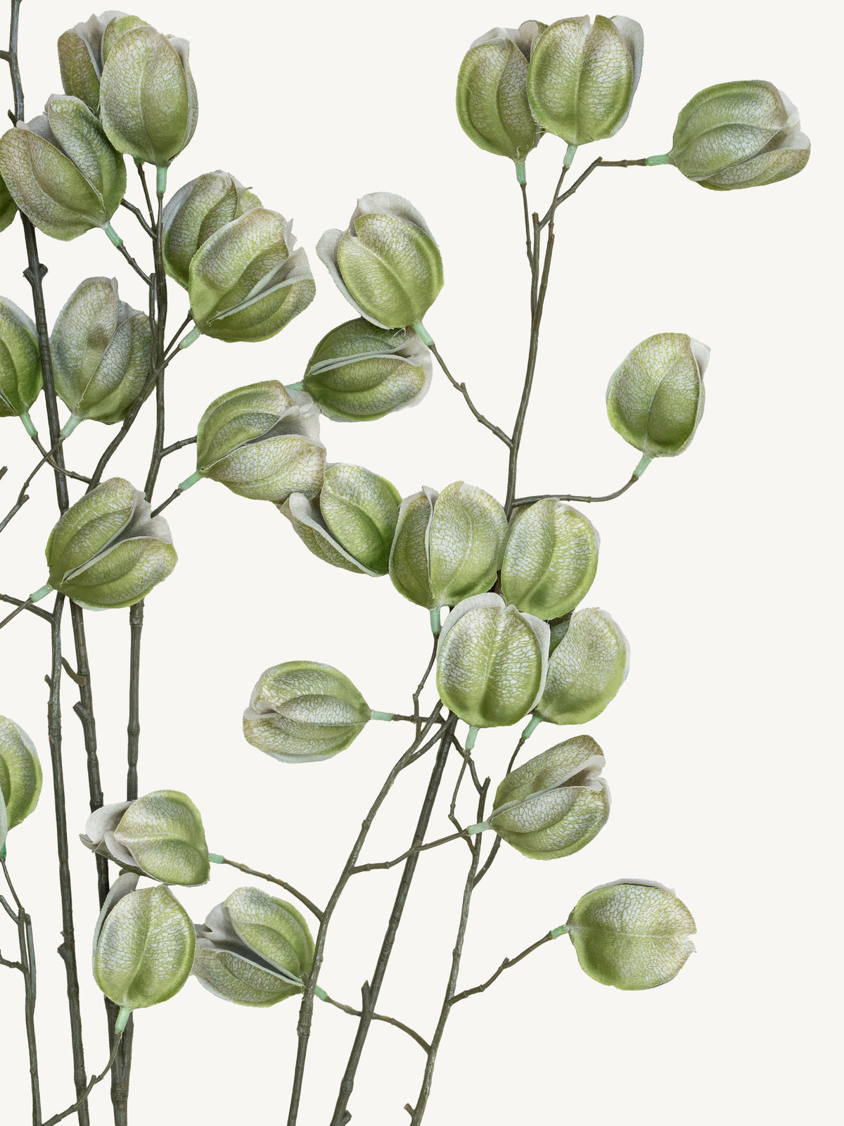 Branch KOELREUTERIA 140cm green