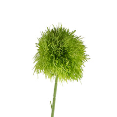 Flower dandelion green 70cm