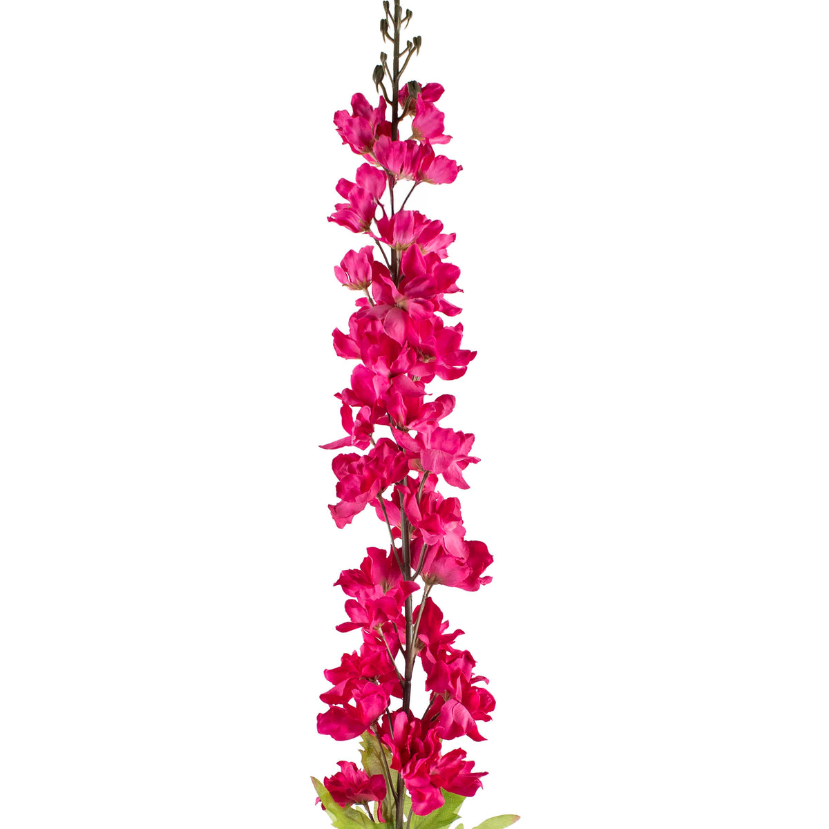 Flower grand delphinium fuchsia 120cm