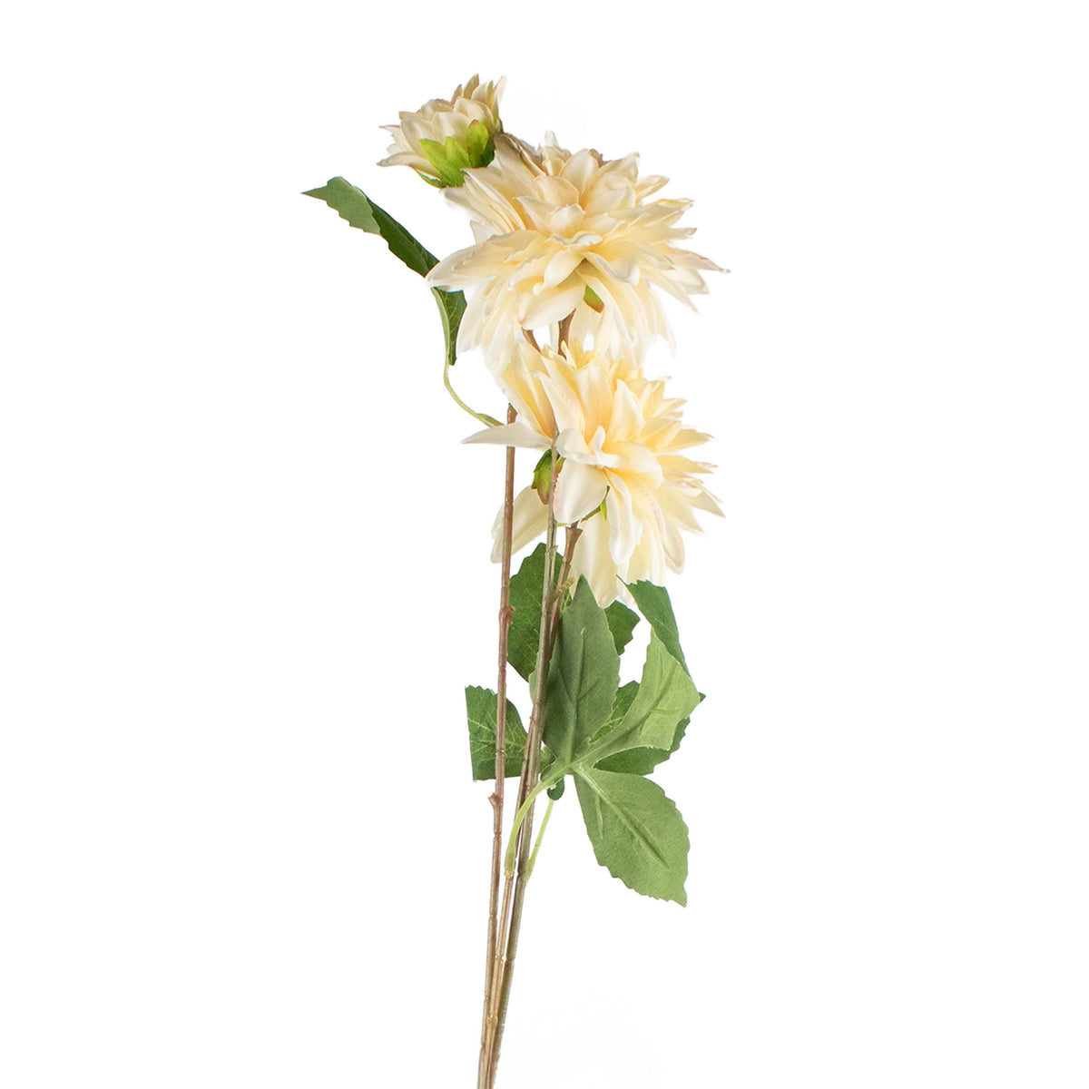 Flower chrysanthemum warm white 72cm