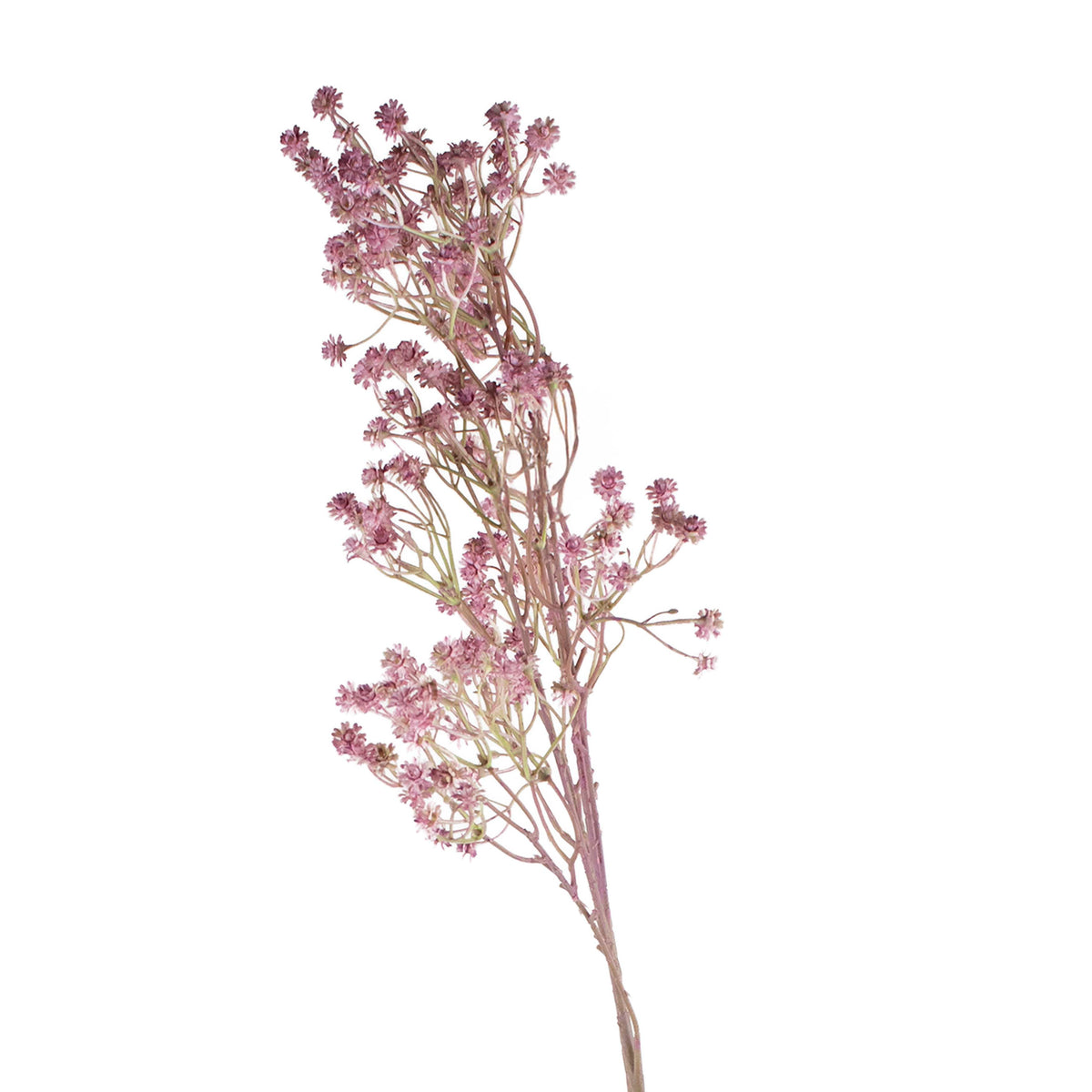 Flower pulcherrima soft purple 90cm