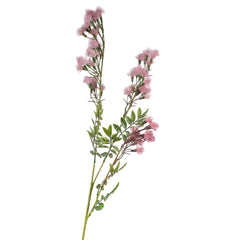 Flower linum usitatissimum soft purple 90cm