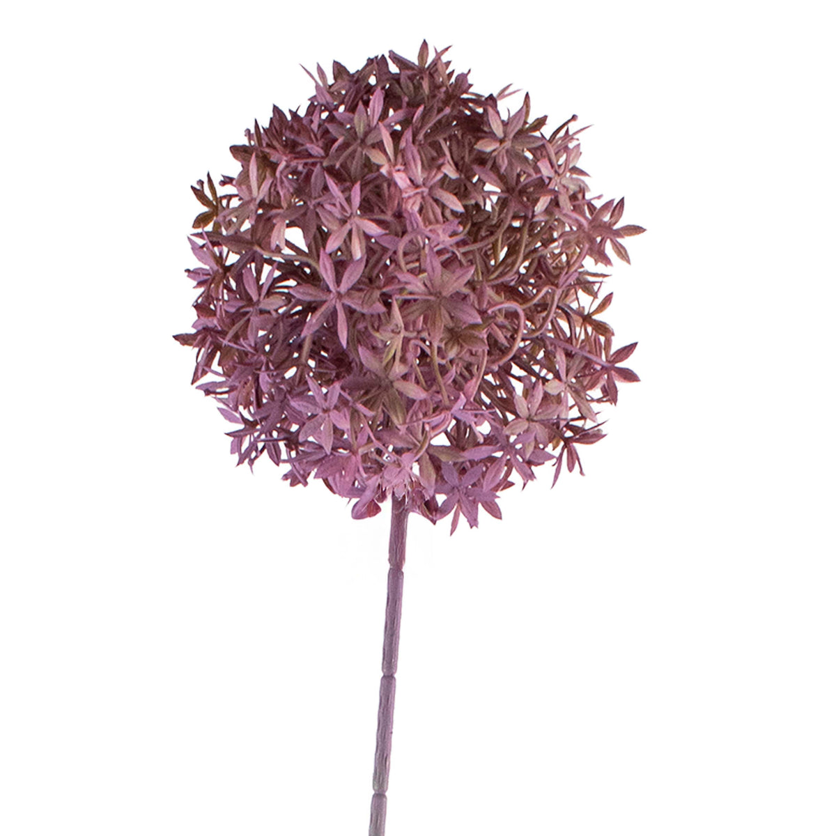 Bloem allium zachtpaars 75cm