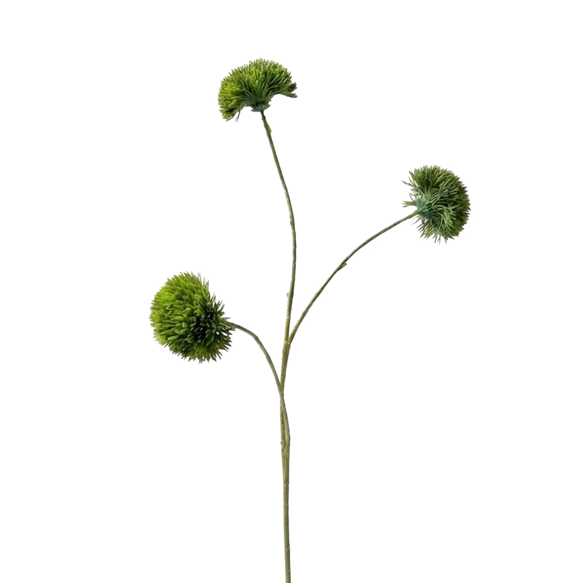 Bloem DIANTHUS 73cm groen