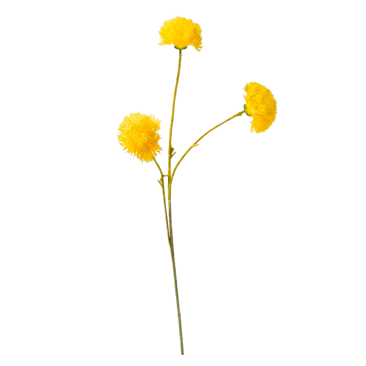 Bloem DIANTHUS 73cm geel
