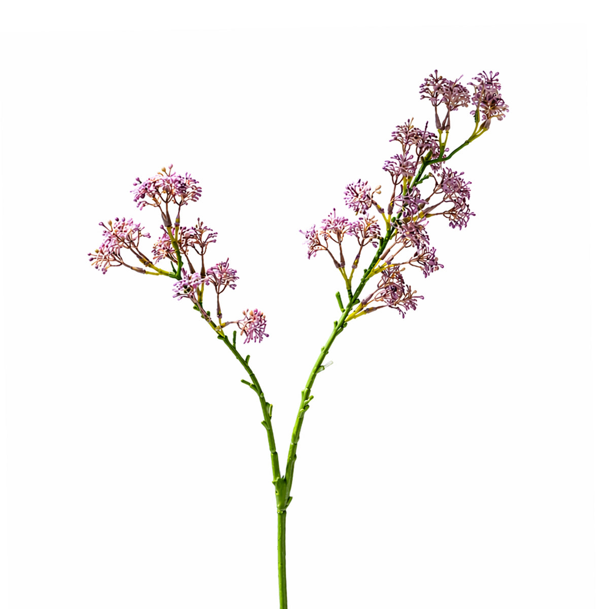 Flower ANETHUM 72cm light purple
