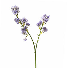 Bloem ANETHUM 72cm paars