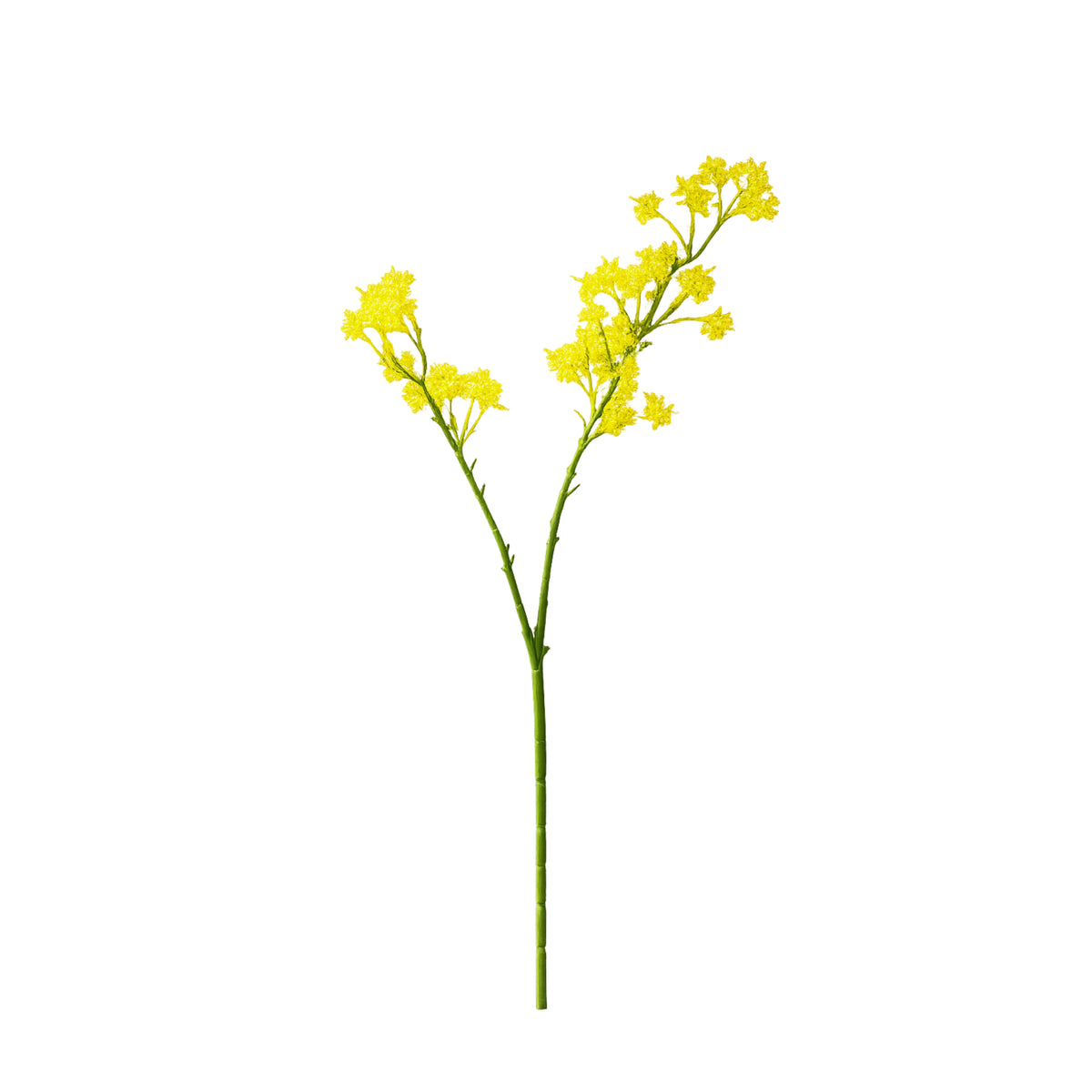 Blume ANETHUM 72cm gelb