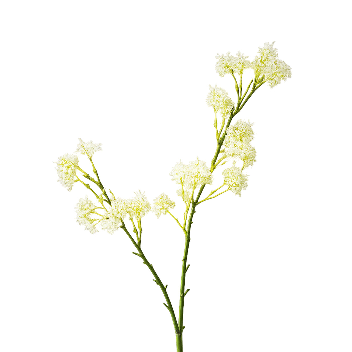 Bloem ANETHUM 72cm wit